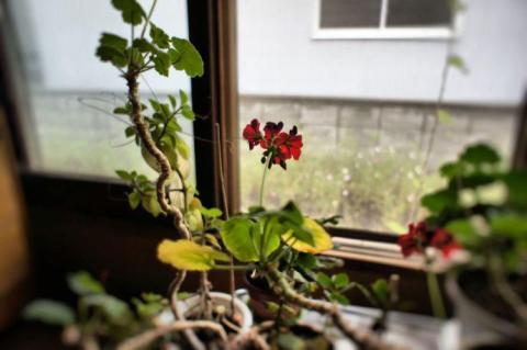 ゼラニウム加工後