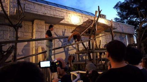 レッサーパンダ加工後