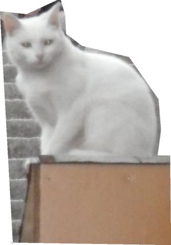 2011-10-05 22-26-22 ねこ.jpg