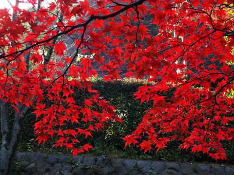 紅葉