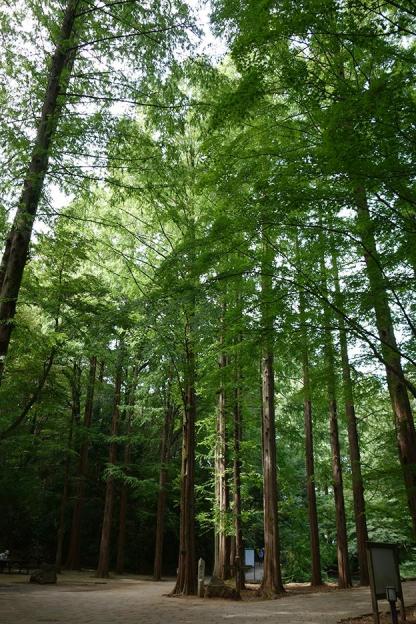 撮影サンプル(縮小)