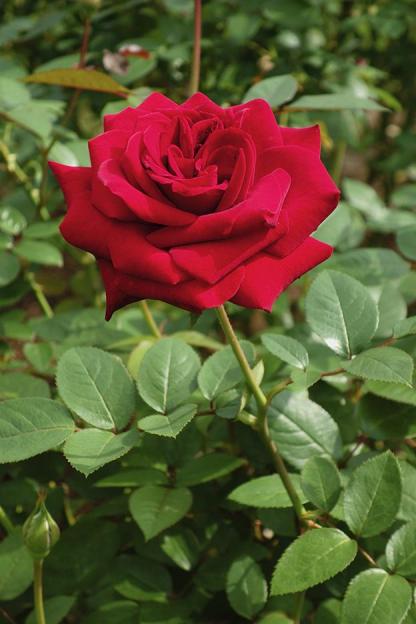 撮影サンプル(縮小)