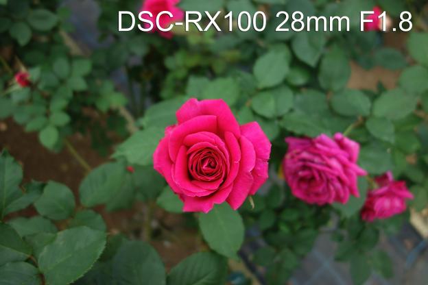 注意! このファイルは、オリジナルRAWを1/4に縮小しましたが、2.5MBあります。