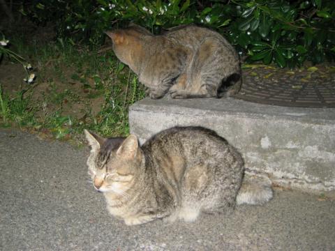 公立病院遊歩道