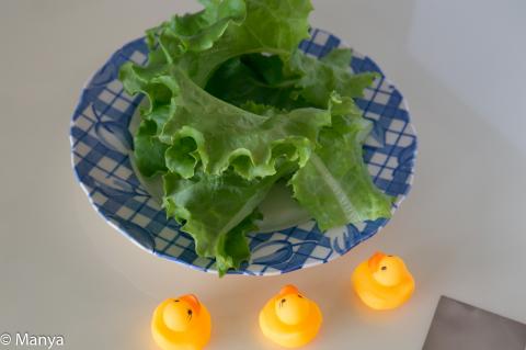 20日目の収穫品