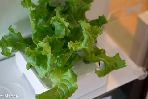 20日目。上部ユニット解放。