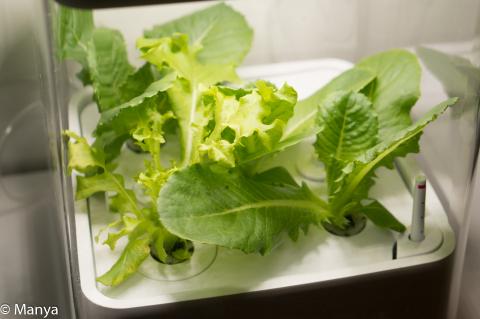 サカタのタネ 19日目