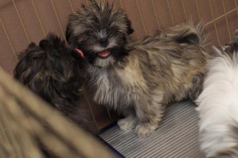 SilypixからTIFFで出力後PhotoShop Elementsで1MB以下に圧縮してJPEG化