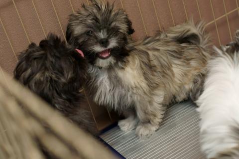 Image Data Converter SRからTIFFで出力後PhotoShop Elementsで1MB以下にJPEG圧縮