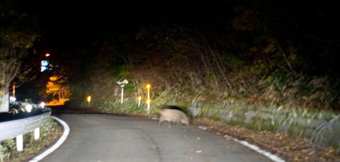 最後にいとこのお兄さん横断中?この1頭の前に、親2頭、子ウリ坊2頭の家族が横断と…カルガモの親子かよっ!