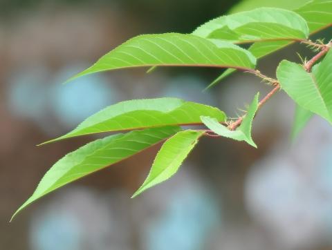 SILKYPIXでRAW現像