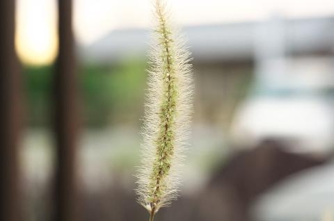 AF MICRO NIKKOR 60mm F2.8 サンプル⑤