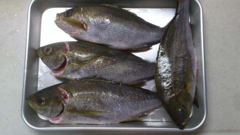 25cm~30cmのイサキ