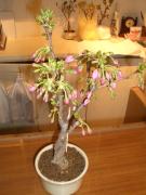 写真1:店頭で撮影(購入時:2006年)