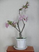 写真2:居間で撮影(2010年)