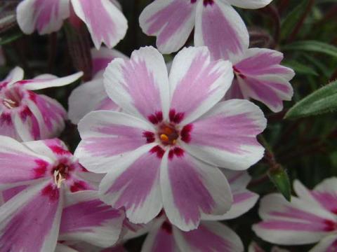 写真9:多摩の流れ