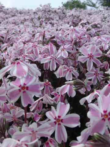 写真1:芝桜近景