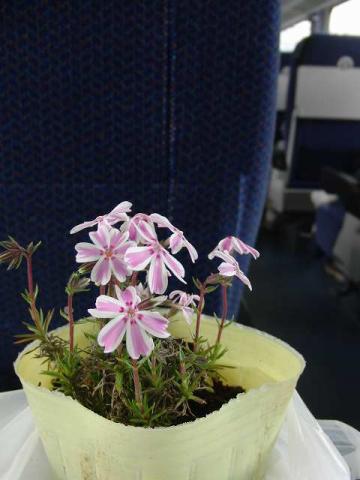 写真2:多摩の流れ 1株