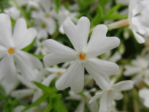 写真3:リットルドット