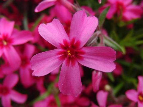 写真5:スカーレットフレーム