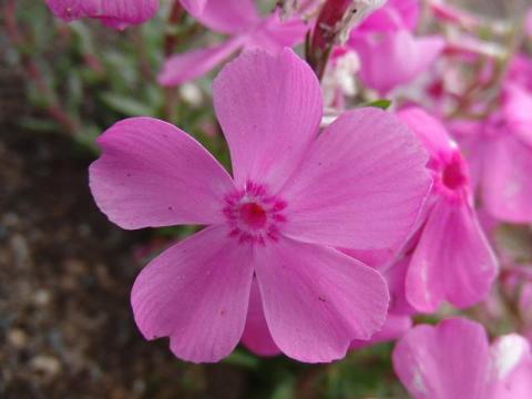 写真6:マックダニエルクッション