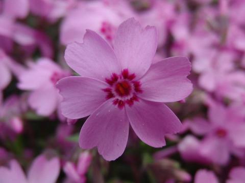 写真4:オータムローズ