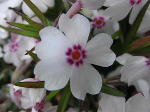 写真7:アメージング グレース