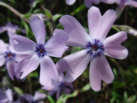 写真8:オーキントンブルー