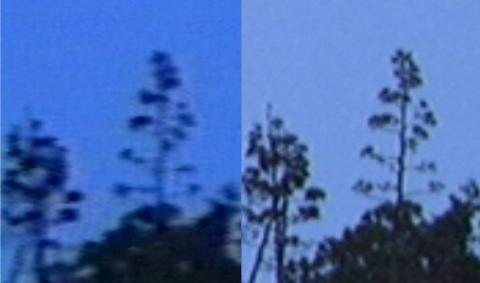 図2 林(右:アナログ、左:デジタル)