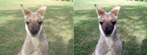 画像1:動物園内にて(右:自動調整前、左:自動調整後)