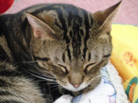 写真6:猫の寝姿2012(in CatMagic)
