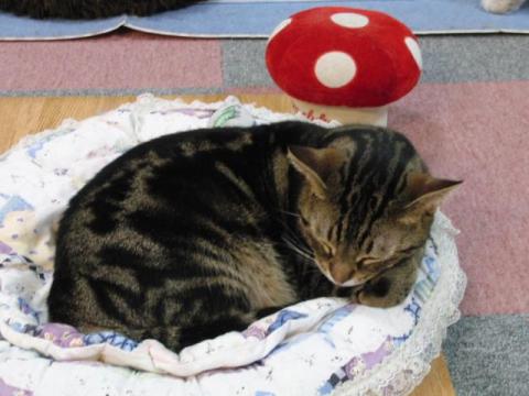 写真8:猫の寝姿2012(in CatMagic)