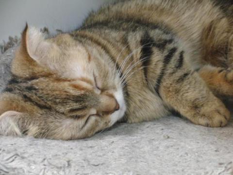 写真11:猫の寝姿2012(in CatMagic)