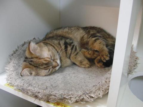 写真12:猫の寝姿2012(in CatMagic)