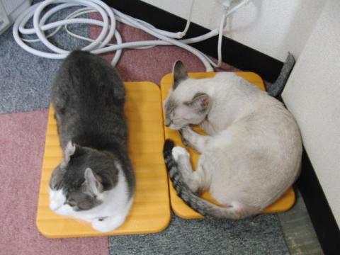 写真13:猫の寝姿2012(in CatMagic)