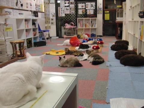 写真14:猫部屋(in CatMagic)