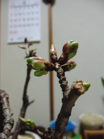 写真6:2012年4月5日 まだつぼみ