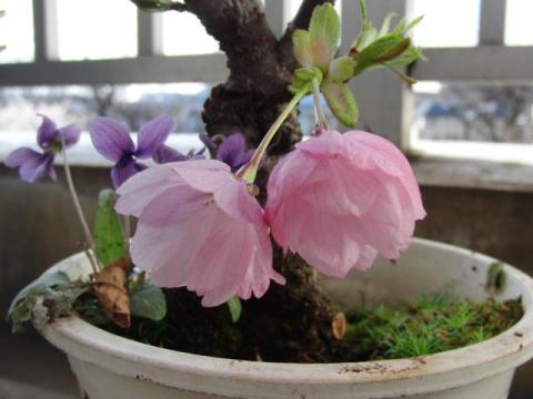 写真7:根元の写真