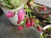 写真8:その他のつぼみ(4月10日)