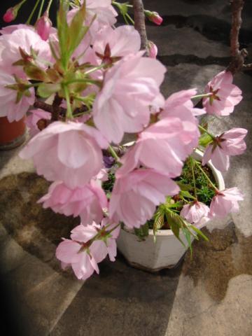 写真9:桜満開その1