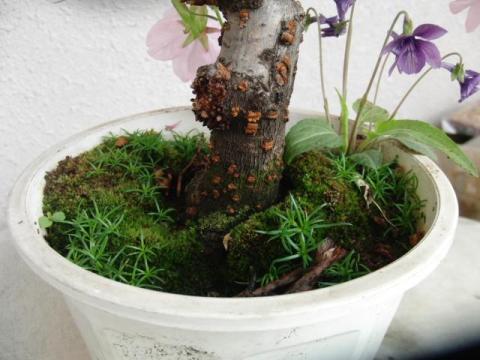 写真10:根元の苔