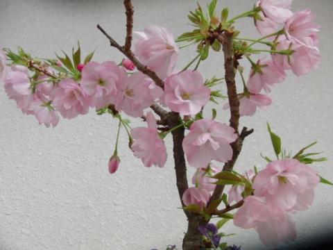 写真11:桜満開その2