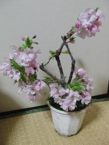 写真1:2013年4月6日の写真