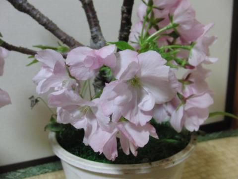 写真2:根本拡大