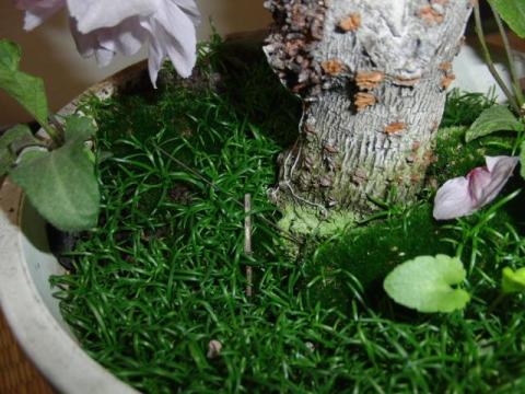 写真4:モフモフな苔