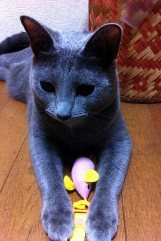 おもちゃを確保!