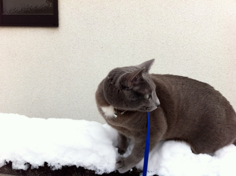 何か音がする!!