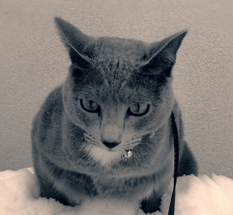 img.php?filename=mi_22504_1413610482_973