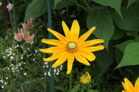 庭の花(フィルター無し)