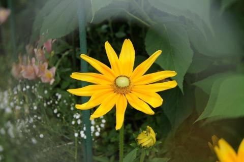 庭の花(センターフォーカスフィルター)